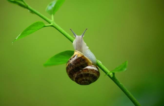 Job interview snail brainteaser